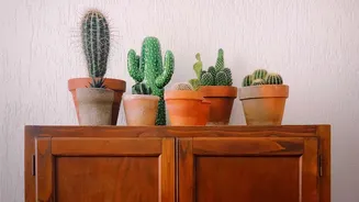 Why Your Cupboards May Smell Musty During The Rainy Season