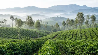 Remote Work Trips: Scenic Coorg Plantation Hubs Featuring Reliable Fiber Wi-Fi Connectivity