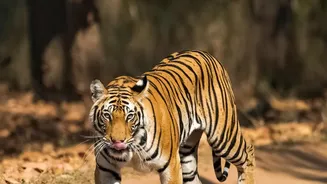 Overnight Trains And Rail Passes Make Central India Tiger Safaris Accessible For Less