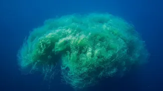 How The New Ocean Iron Study Helps Scientists Study Marine Food-Web Effects