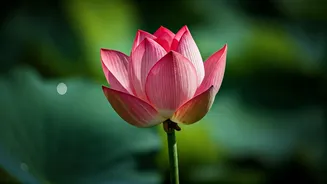 Unlock Glowing Skin & Vibrant Hair: 5 Yoga Poses That Outshine Serums