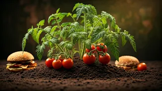 Burger to Bloom: YouTuber's Viral Experiment Grows Tomatoes from Fast Food