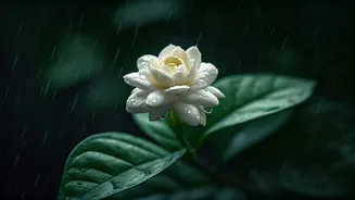 Jasmine Is Built For Indian Rainy Seasons