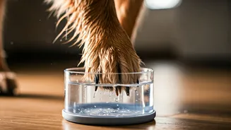 Clean Muddy Paws In Seconds Using This Viral Dog Cup