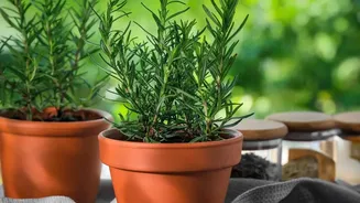 How Young City Residents Grow Fresh Herb Gardens In Small Pots