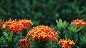 These Flowers Make Monsoon Magical