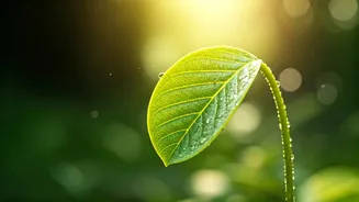 Unleash Your Inner Dynamo: 5 Natural Energy Boosters Beyond Caffeine