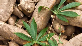 Love cassava leaves? You'll enjoy these recipes