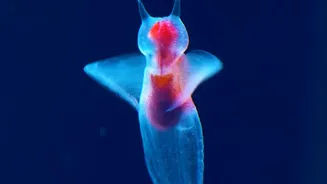 Why Deep Sea Organisms Evolved Unique Adaptations To Survive Extreme Hydrostatic Pressures