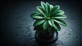 Overwatering Is The Sneaky Plant Killer