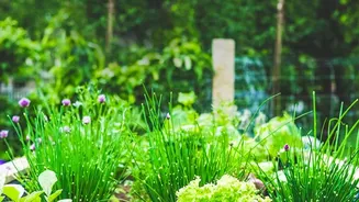 Seed Information Helps Gardeners Buy Fewer Unsuitable Varieties