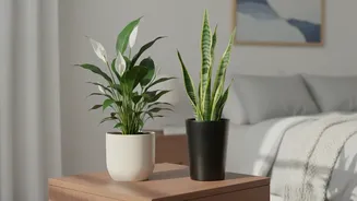 Green Your Bedroom: Easy Plant Picks