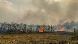 Delhi Pollution: Stubble Burning Reality?