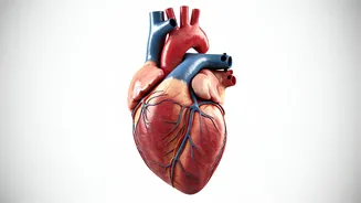 Heart Health: Your Everyday Guide