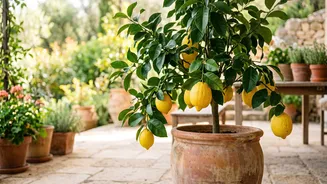 The Basic Care Routine For Potted Lemon Plants: What To Know