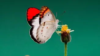 Seasonal Wildlife Trends: How Autumn Nectar Scarcity Drives Butterflies To Balcony Plants
