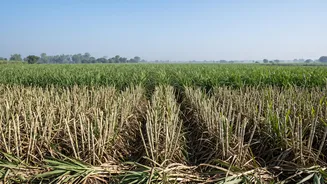 Ethanol Did Not Start India's Sugar Shortage But May Have Added Pressure