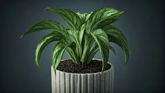 Stop Overwatering Your Indoor Plants This Season