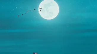City lights lure birds to fatal deaths