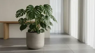Can Indoor Greenery Improve Air? Researchers Recommend A Balanced Perspective