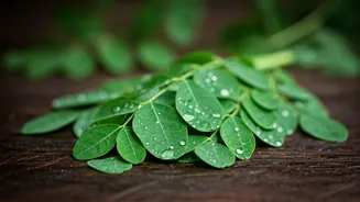 Moringa Boosts Hair Growth: A User's Guide
