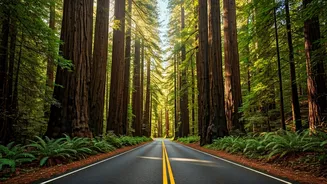 Avenue of the Giants: Discover California's Breathtaking 31-Mile Redwood Forest Drive