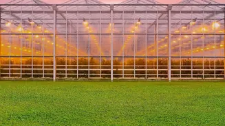 India's Indigenous Strawberry Project: Explaining Climate-Ready Horticulture Without the Hype