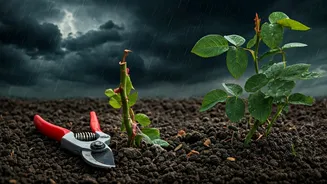 Pruning Is The Smartest Pre-Rain Plant Task