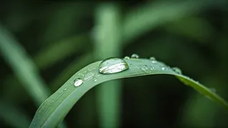 Monsoon Beauty Made More Reliable