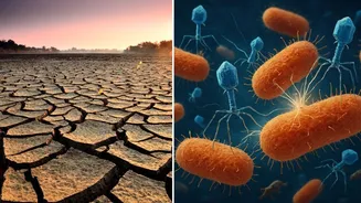Climate change impact: New study links rising soil dryness to higher antibiotic resistance rates