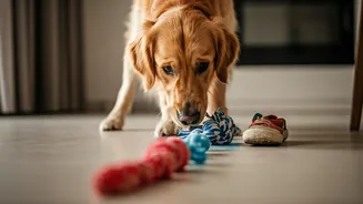 Sensory Obstacle Tracking Solves Boredom For Indoor Apartment Dogs