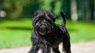 Dog Paw Cleaning: Should Avoid Overwashing That Dries Or Irritates Paw Pads While Starts With A Simple Rinse After Muddy Walks