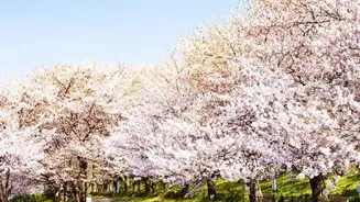 From Cherry Blossom Season To Winter Snow: Beautiful Japanese City Parks To Visit