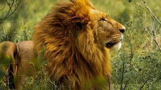 What a Returning Lion Population Means for Conservation: Barda Lions
