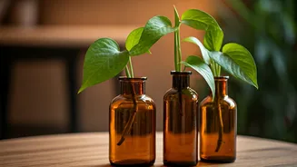 Grow Low Maintenance Money Plant Stems In Vintage Amber Bottles