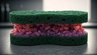 The Unseen Danger: Your Kitchen Sponge's Hidden Bacterial Threat