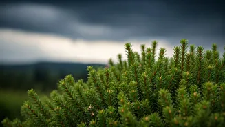 Pruning Is Basically Monsoon Insurance For Plants