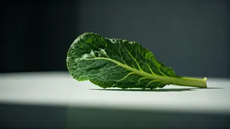 The Silent Fatigue Answer: What Every Indian Vegetarian Must Know