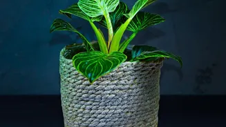 Why green gifting with potted plants and handmade hampers creates lasting festive memories