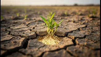 Microbes Could Help Crops Survive Tougher Fields