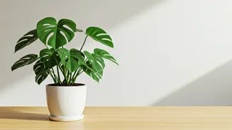 Indoor Plants Without Pests Sound Like A Dream