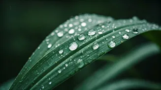 Rain May Help, But Humidity Stays Annoying