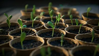 Low Cost Kitchen Gardening Guides Focus On Paper Cups