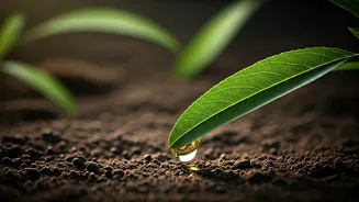 Sweet Almond Oil vs. Bitter Almond Oil: Unlocking Your Hair's Growth Potential