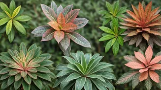 Unveiling India's Winter Plant Heritage