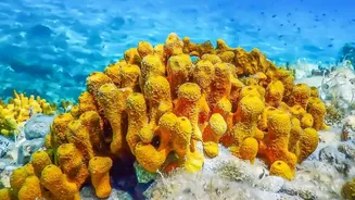 How Sustainable Island Tourism Policies In Lakshadweep Ensure Minimal Human Footprint On Coral Reefs