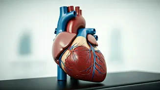 Protect Your Heart: Risks and Prevention