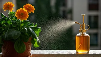 Home Brewed Banana Peel Liquid Spray Boosts Flowering Balcony Plants