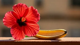 Feed Your Balcony Hibiscus This DIY Banana Peel Fertilizer Now