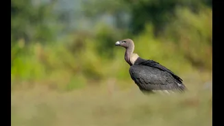 Watch | Rare white-rumped vultures spotted near Corbett in Uttarakhand